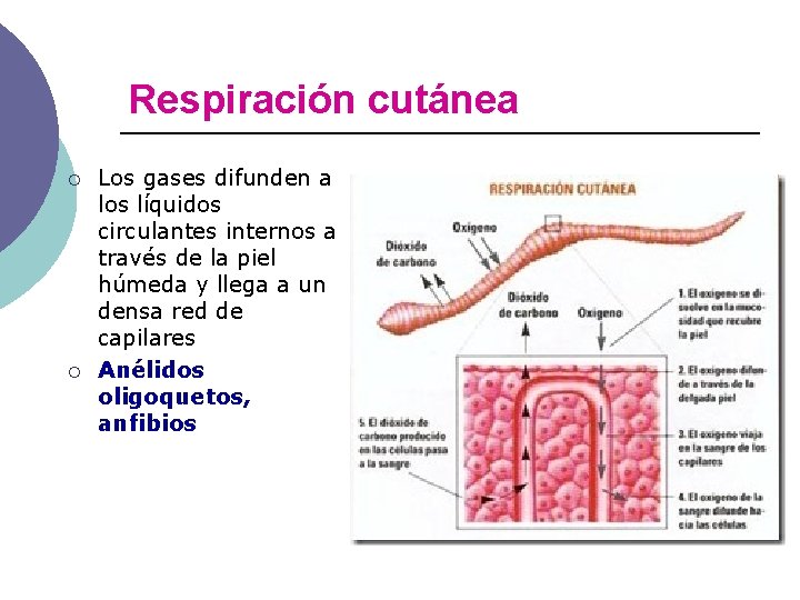 Respiración cutánea ¡ ¡ Los gases difunden a los líquidos circulantes internos a través