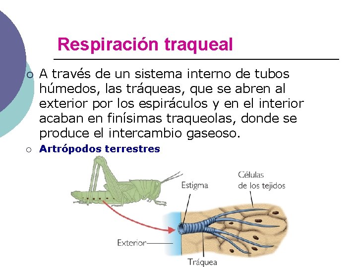 Respiración traqueal ¡ ¡ A través de un sistema interno de tubos húmedos, las