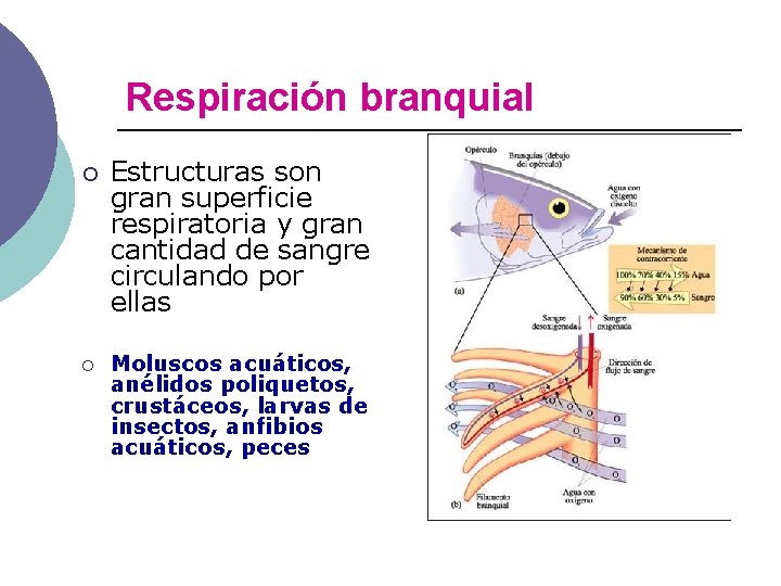 Respiración branquial ¡ ¡ Estructuras son gran superficie respiratoria y gran cantidad de sangre