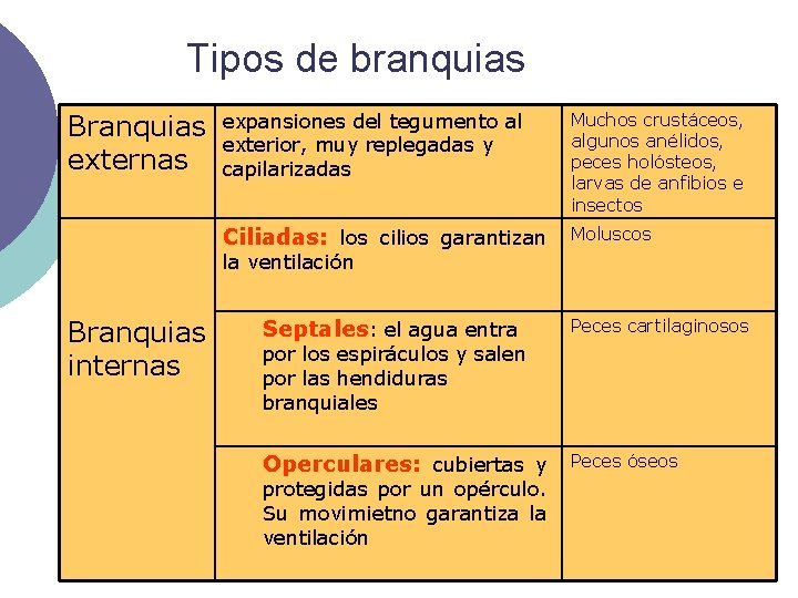 Tipos de branquias Branquias externas expansiones del tegumento al exterior, muy replegadas y capilarizadas