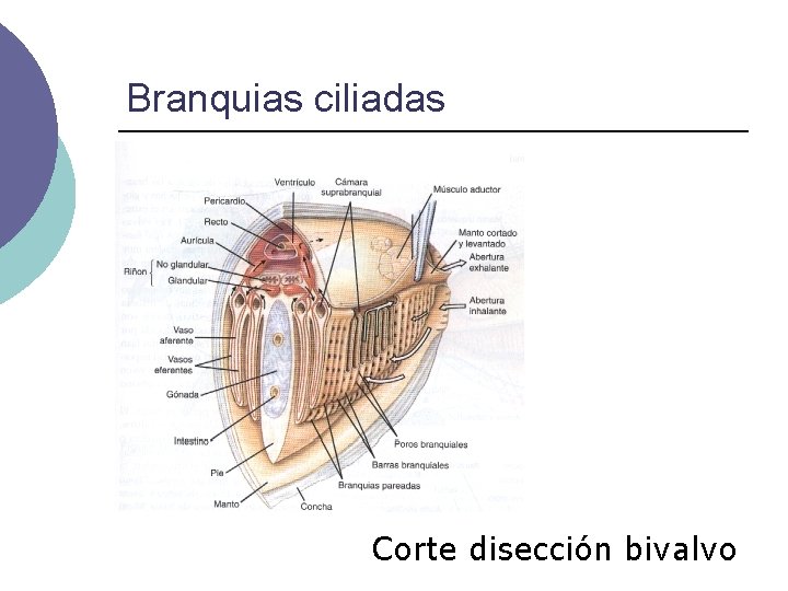 Branquias ciliadas Corte disección bivalvo 