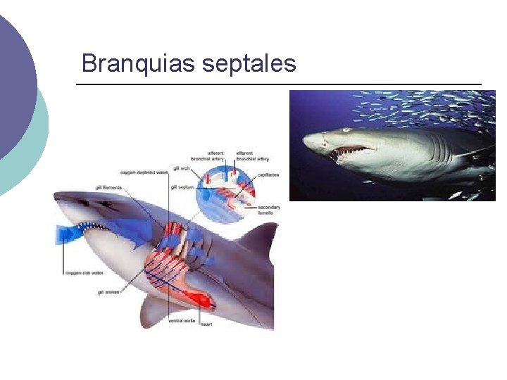 Branquias septales 