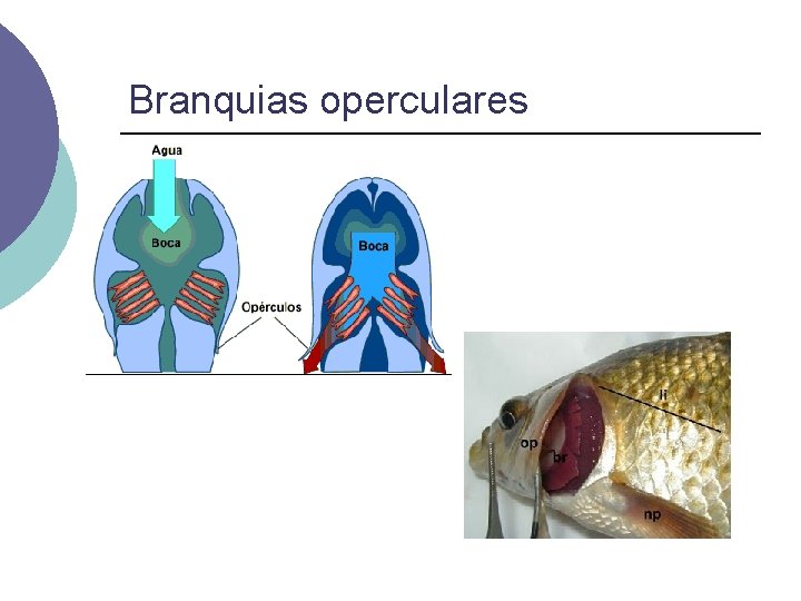 Branquias operculares 