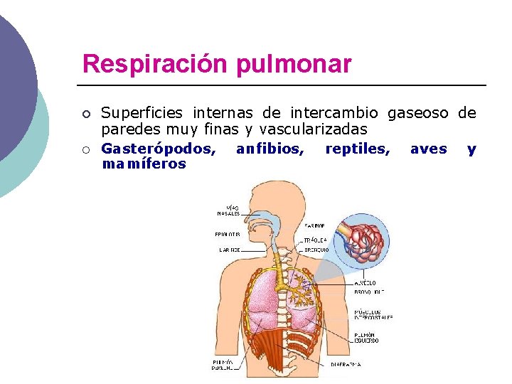 Respiración pulmonar ¡ ¡ Superficies internas de intercambio gaseoso de paredes muy finas y