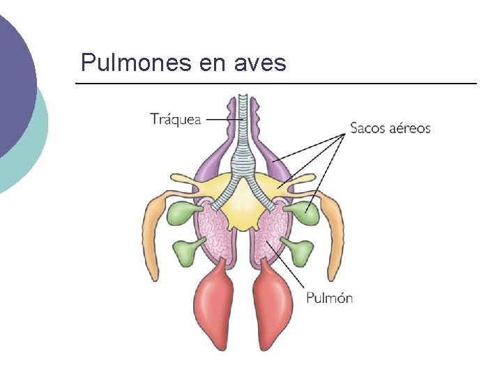 Pulmones en aves 