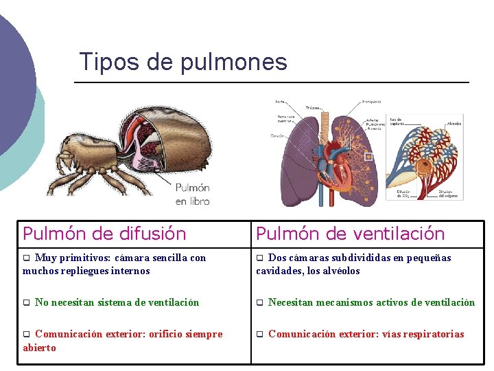Tipos de pulmones Pulmón de difusión Pulmón de ventilación Muy primitivos: cámara sencilla con