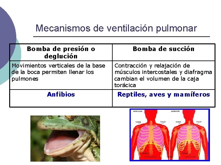 Mecanismos de ventilación pulmonar Bomba de presión o deglución Movimientos verticales de la base