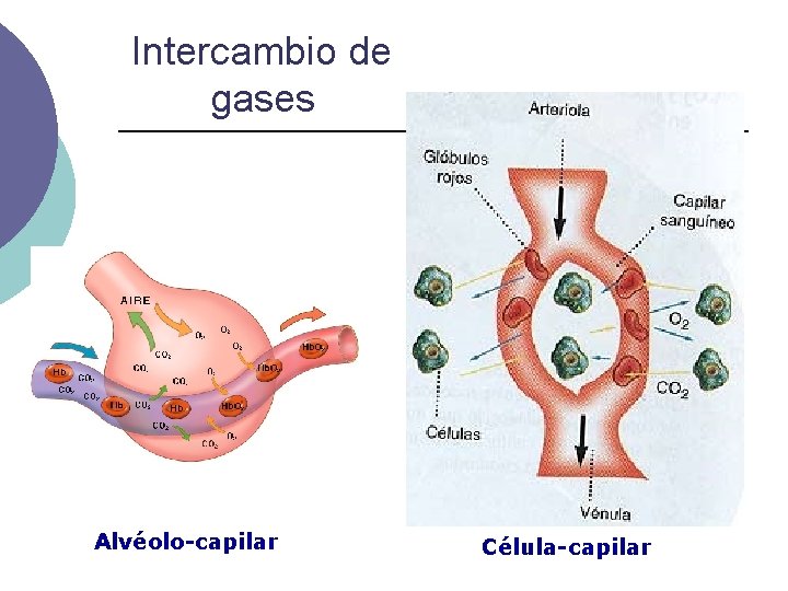 Intercambio de gases Alvéolo-capilar Célula-capilar 