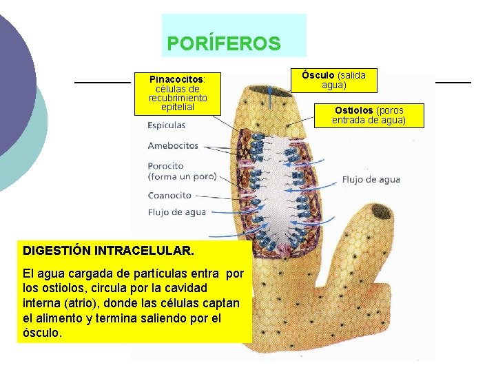 PORÍFEROS Pinacocitos: células de recubrimiento epitelial DIGESTIÓN INTRACELULAR. El agua cargada de partículas entra