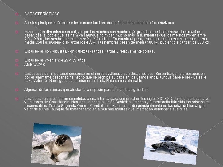 � CARACTERÍSTICAS � A estos pinnípedos árticos se les conoce también como foca encapuchada � CARACTERÍSTICAS � A estos pinnípedos árticos se les conoce también como foca encapuchada