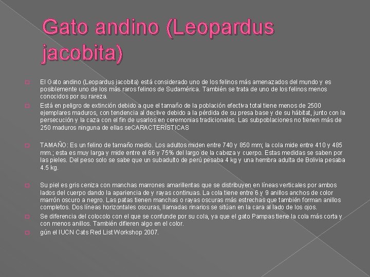 Gato andino (Leopardus jacobita) � � El Gato andino (Leopardus jacobita) está considerado uno Gato andino (Leopardus jacobita) � � El Gato andino (Leopardus jacobita) está considerado uno