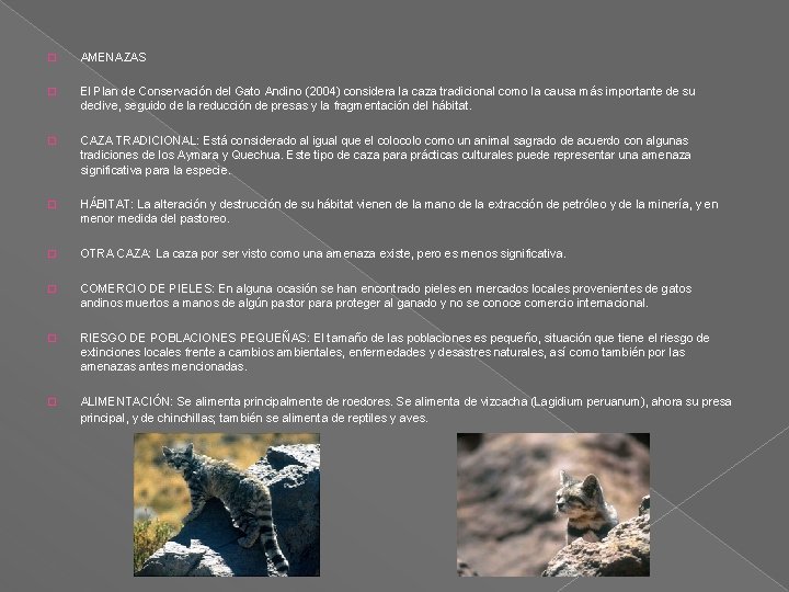 � AMENAZAS � El Plan de Conservación del Gato Andino (2004) considera la caza � AMENAZAS � El Plan de Conservación del Gato Andino (2004) considera la caza
