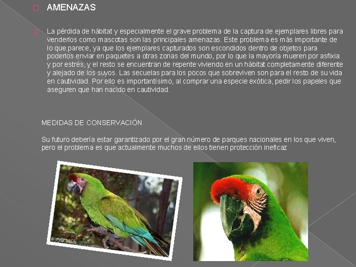 � AMENAZAS � La pérdida de hábitat y especialmente el grave problema de la � AMENAZAS � La pérdida de hábitat y especialmente el grave problema de la