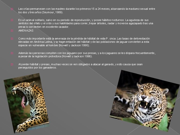 � Las crías permanecen con las madres durante los primeros 15 a 24 meses, � Las crías permanecen con las madres durante los primeros 15 a 24 meses,