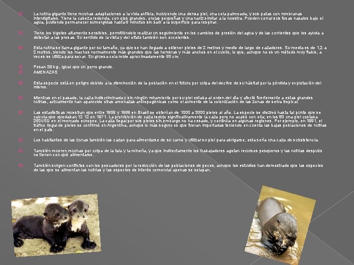 � La nutria gigante tiene muchas adaptaciones a la vida anfibia, incluyendo una densa � La nutria gigante tiene muchas adaptaciones a la vida anfibia, incluyendo una densa