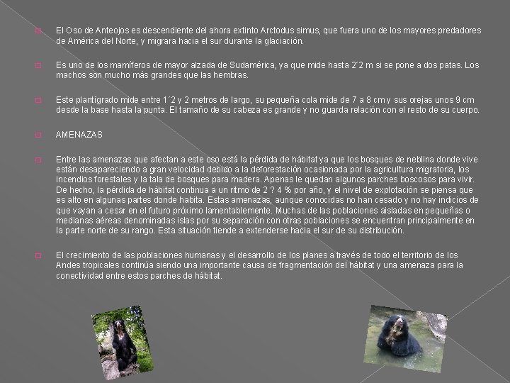 � El Oso de Anteojos es descendiente del ahora extinto Arctodus simus, que fuera � El Oso de Anteojos es descendiente del ahora extinto Arctodus simus, que fuera