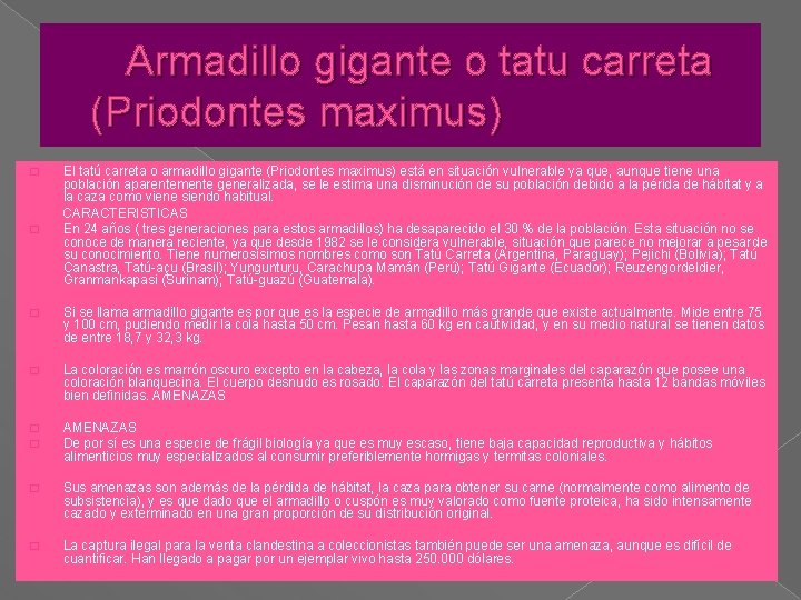 Armadillo gigante o tatu carreta (Priodontes maximus) � � El tatú carreta o armadillo Armadillo gigante o tatu carreta (Priodontes maximus) � � El tatú carreta o armadillo