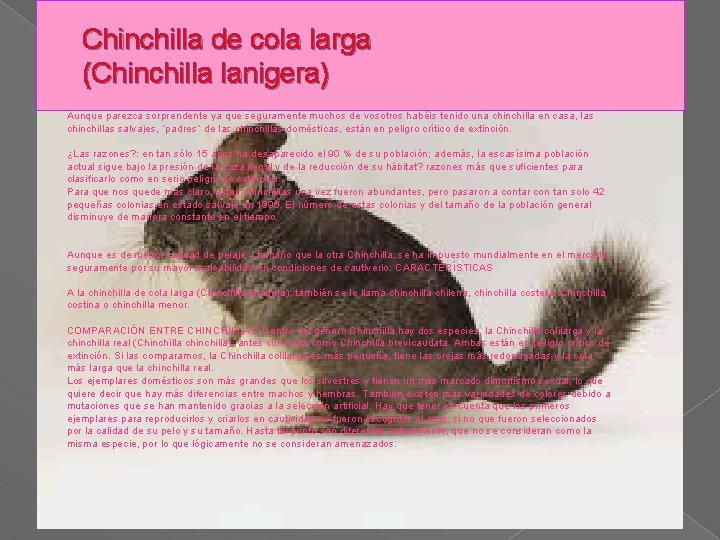 Chinchilla de cola larga (Chinchilla lanigera) Aunque parezca sorprendente ya que seguramente muchos de Chinchilla de cola larga (Chinchilla lanigera) Aunque parezca sorprendente ya que seguramente muchos de