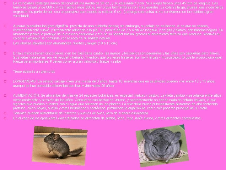 � La chinchillas colilargas miden de longitud una media de 26 cm, y su � La chinchillas colilargas miden de longitud una media de 26 cm, y su