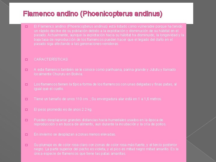 Flamenco andino (Phoenicopterus andinus) � El Flamenco andino (Phoenicopterus andinus) está listado como vulnerable Flamenco andino (Phoenicopterus andinus) � El Flamenco andino (Phoenicopterus andinus) está listado como vulnerable