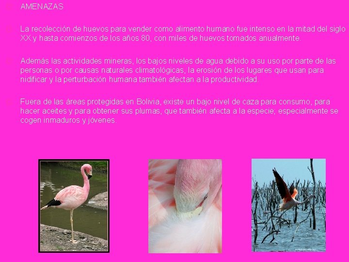 � AMENAZAS � La recolección de huevos para vender como alimento humano fue intenso � AMENAZAS � La recolección de huevos para vender como alimento humano fue intenso