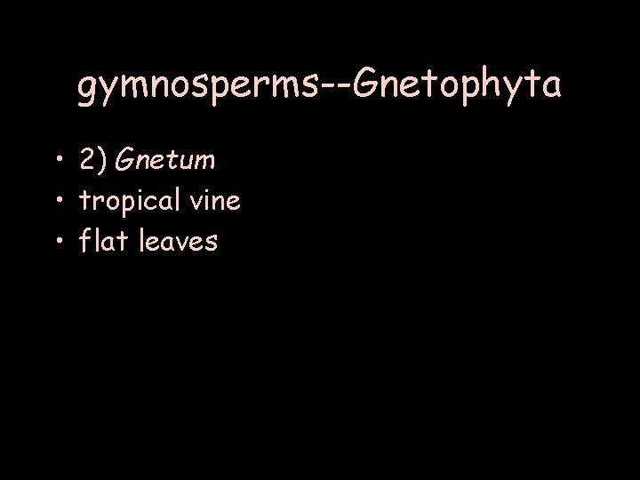 gymnosperms--Gnetophyta • 2) Gnetum • tropical vine • flat leaves 