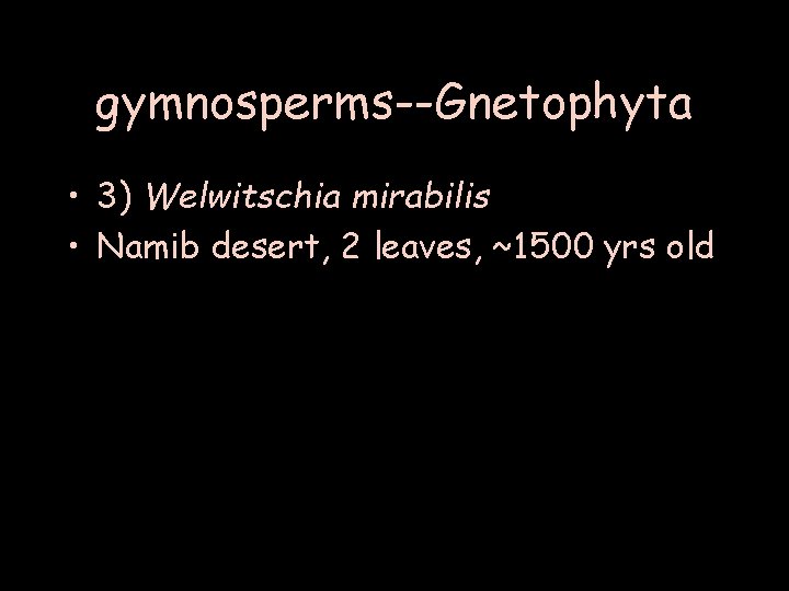 gymnosperms--Gnetophyta • 3) Welwitschia mirabilis • Namib desert, 2 leaves, ~1500 yrs old 
