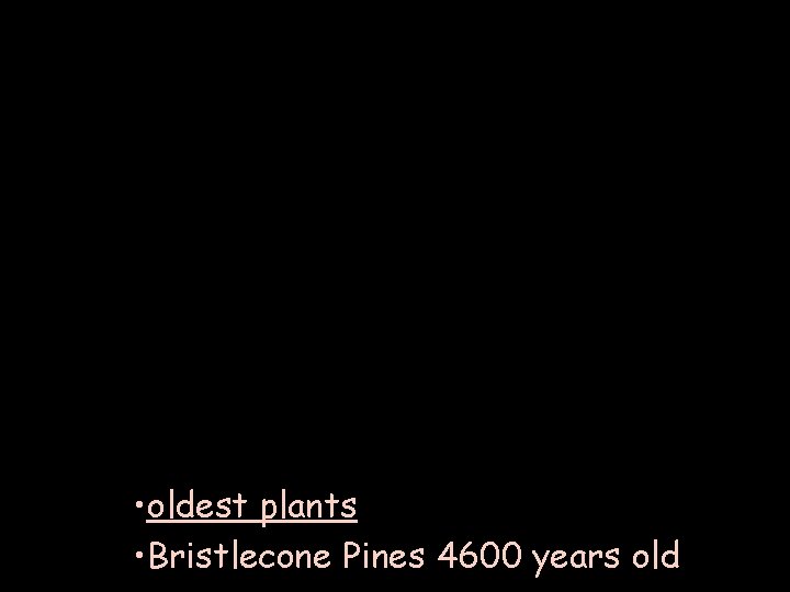  • oldest plants • Bristlecone Pines 4600 years old 