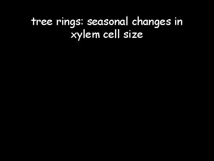 tree rings: seasonal changes in xylem cell size 
