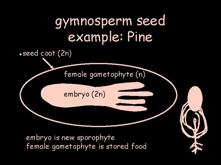 gymnosperm seed example: Pine • seed coat (2 n) female gametophyte (n) embryo (2
