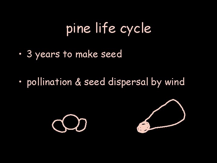 pine life cycle • 3 years to make seed • pollination & seed dispersal