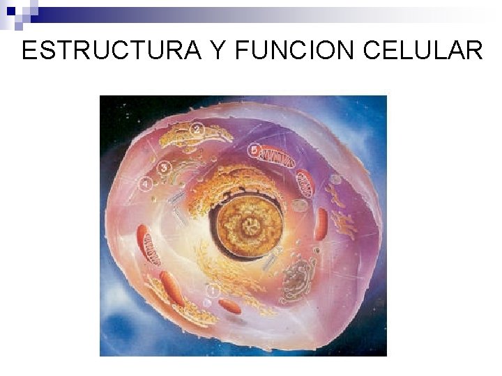 ESTRUCTURA Y FUNCION CELULAR ESTRUCTURA Y FUNCION CELULAR