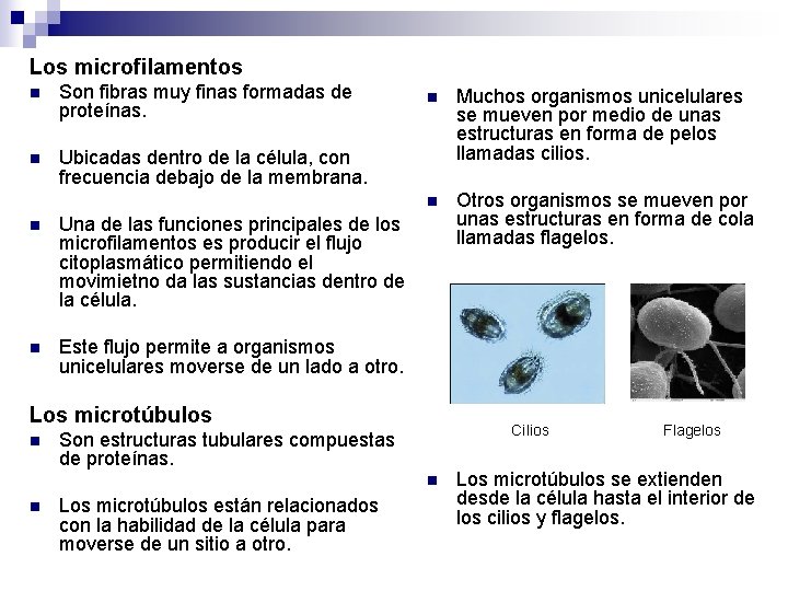 Los microfilamentos n Son fibras muy finas formadas de proteínas. n Ubicadas dentro de Los microfilamentos n Son fibras muy finas formadas de proteínas. n Ubicadas dentro de