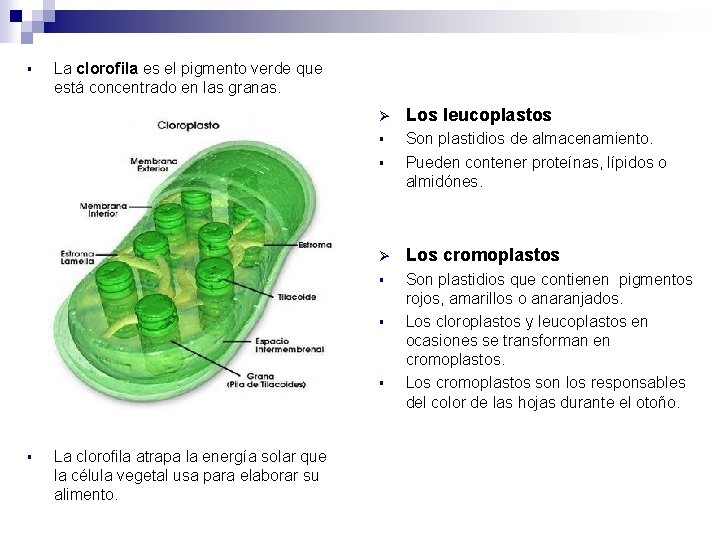 § La clorofila es el pigmento verde que está concentrado en las granas. Ø § La clorofila es el pigmento verde que está concentrado en las granas. Ø
