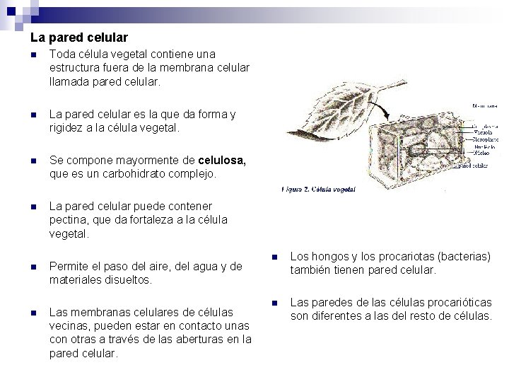 La pared celular n Toda célula vegetal contiene una estructura fuera de la membrana La pared celular n Toda célula vegetal contiene una estructura fuera de la membrana