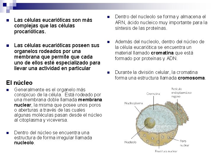 n n Las células eucarióticas son más complejas que las células procarióticas. Las células n n Las células eucarióticas son más complejas que las células procarióticas. Las células