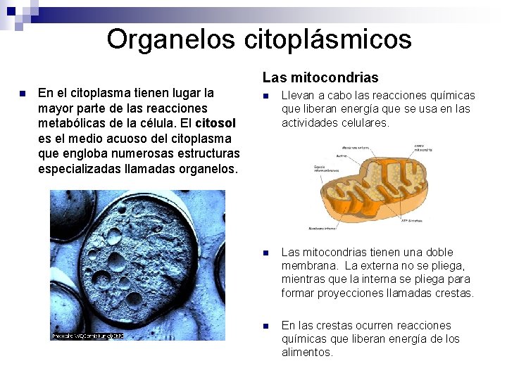 Organelos citoplásmicos Las mitocondrias n En el citoplasma tienen lugar la mayor parte de Organelos citoplásmicos Las mitocondrias n En el citoplasma tienen lugar la mayor parte de