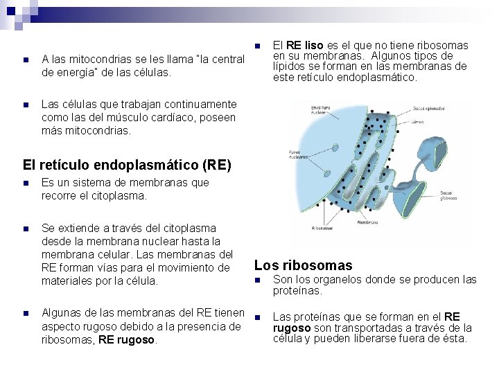 n n A las mitocondrias se les llama “la central de energía” de las n n A las mitocondrias se les llama “la central de energía” de las
