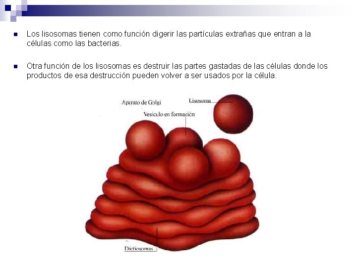 n Los lisosomas tienen como función digerir las partículas extrañas que entran a la n Los lisosomas tienen como función digerir las partículas extrañas que entran a la