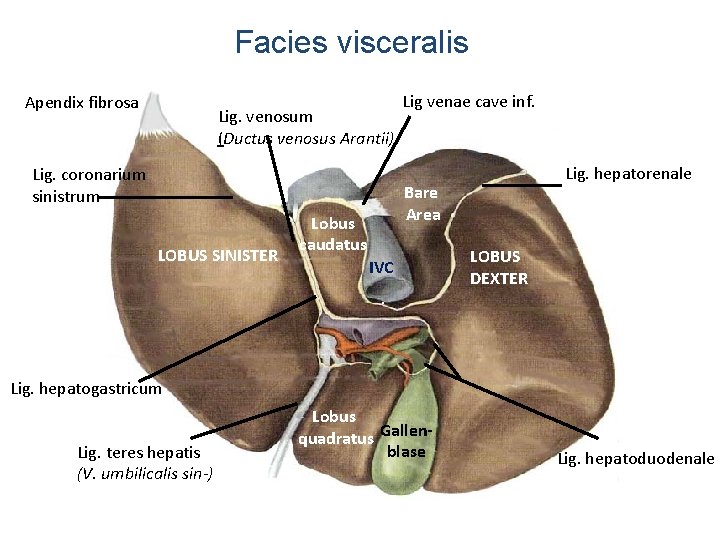 Facies visceralis Apendix fibrosa Lig. venosum (Ductus venosus Arantii) Lig. coronarium sinistrum LOBUS SINISTER