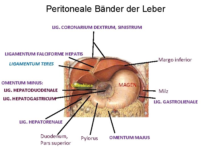 Peritoneale Bänder Leber LIG. CORONARIUM DEXTRUM, SINISTRUM LIGAMENTUM FALCIFORME HEPATIS Margo inferior LIGAMENTUM TERES