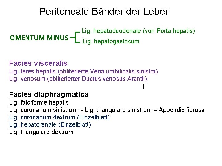 Peritoneale Bänder Leber OMENTUM MINUS Lig. hepatoduodenale (von Porta hepatis) RIGHT LOBE Lig. hepatogastricum