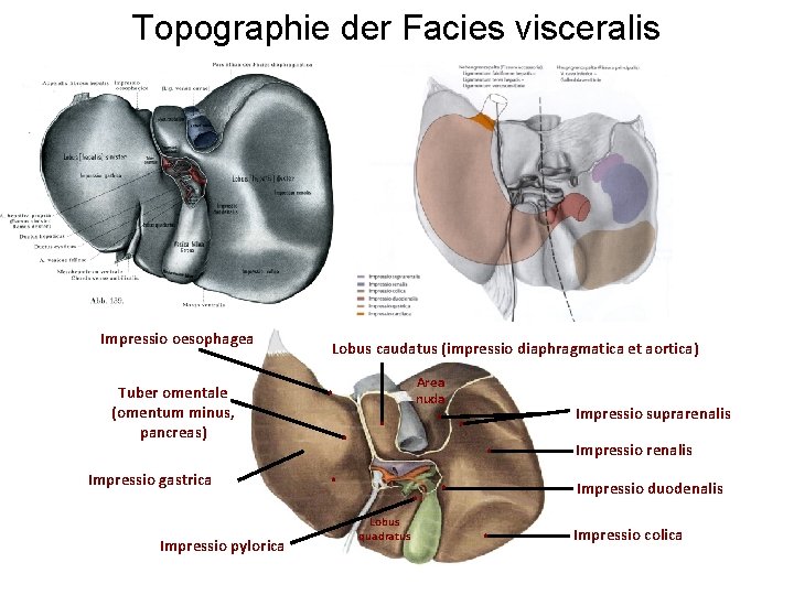 Topographie der Facies visceralis Impressio oesophagea Tuber omentale (omentum minus, pancreas) Impressio gastrica Impressio