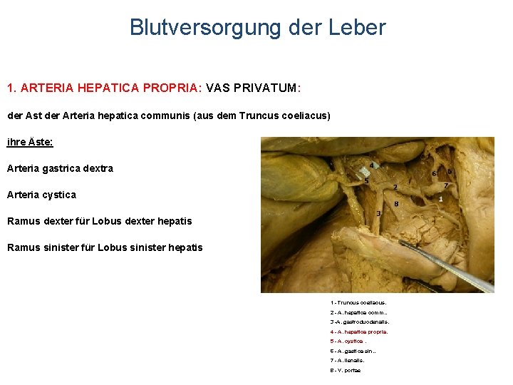 Blutversorgung der Leber 1. ARTERIA HEPATICA PROPRIA: VAS PRIVATUM: der Ast der Arteria hepatica