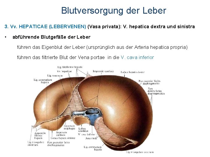 Blutversorgung der Leber 3. Vv. HEPATICAE (LEBERVENEN) (Vasa privata): V. hepatica dextra und sinistra