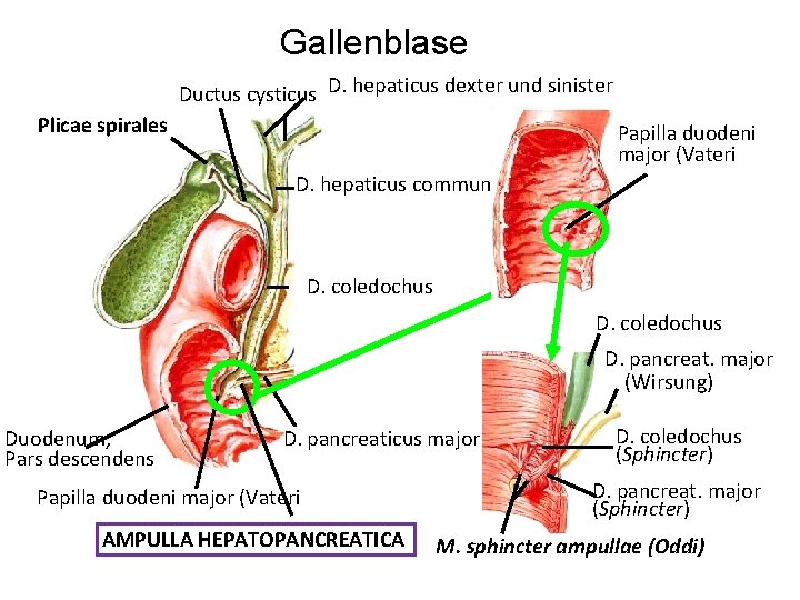 Gallenblase Ductus cysticus D. hepaticus dexter und sinister Plicae spirales Papilla duodeni major (Vateri