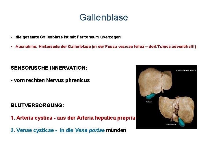 Gallenblase • die gesamte Gallenblase ist mit Peritoneum überzogen • Ausnahme: Hinterseite der Gallenblase