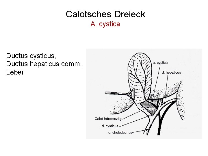 Calotsches Dreieck A. cystica Ductus cysticus, Ductus hepaticus comm. , Leber 