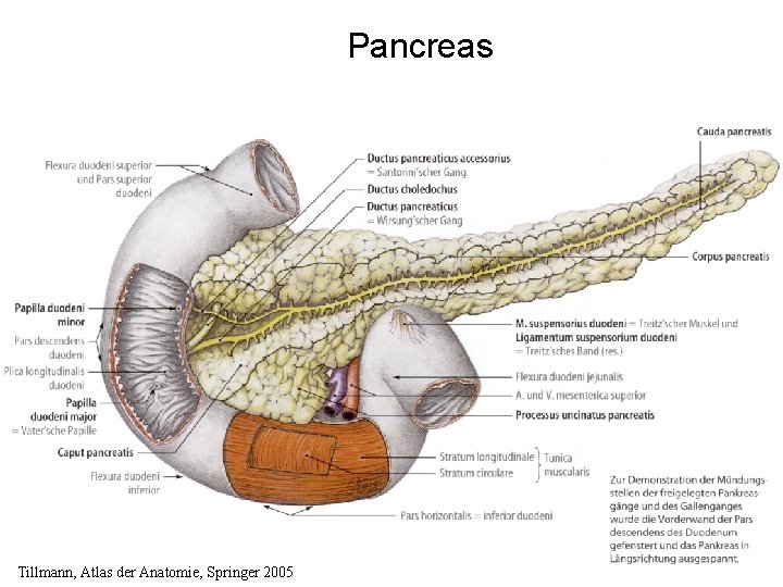 Pancreas Tillmann, Atlas der Anatomie, Springer 2005 