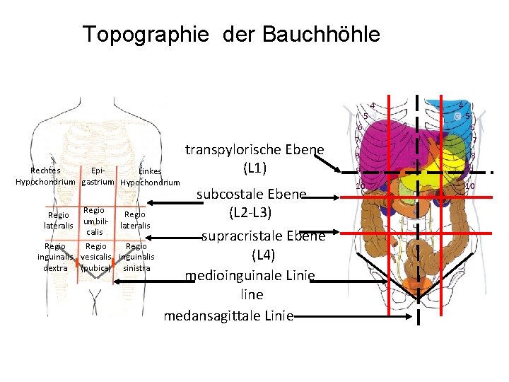 Topographie der Bauchhöhle Epi. Rechtes Linkes Hypochondrium gastrium Hypochondrium Regio umbili- lateralis calis Regio